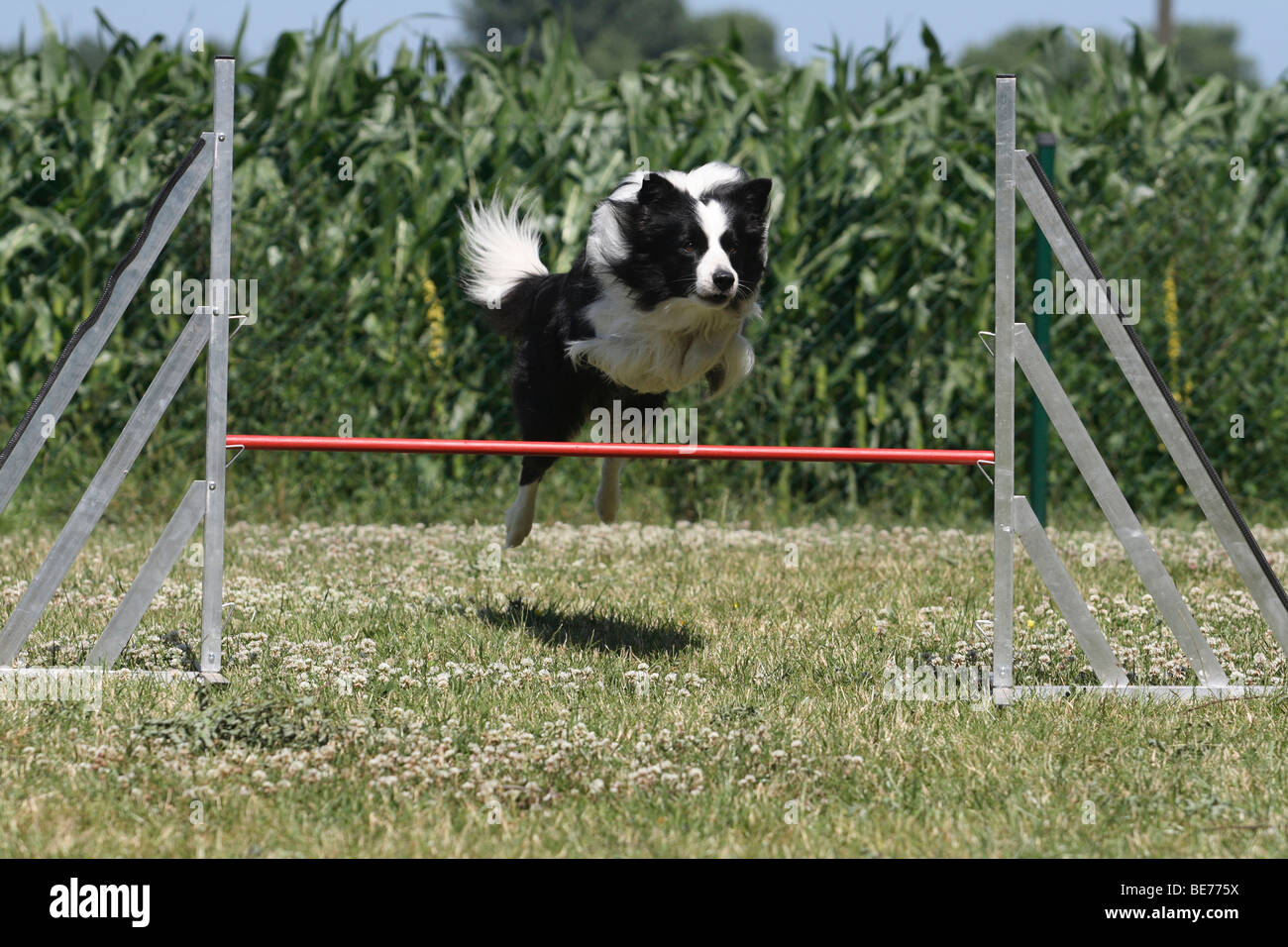 Border Collie saltando su una flessibilità-ostacolo Foto Stock