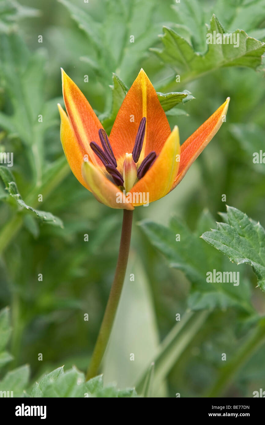 Didiers Tulip (Tulipa gesneriana) Foto Stock