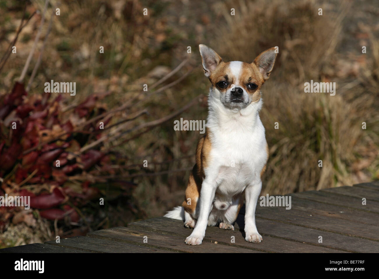 A pelo corto Chihuahua, maschio, 3 anni, seduto su un ponte di legno in un parco Foto Stock