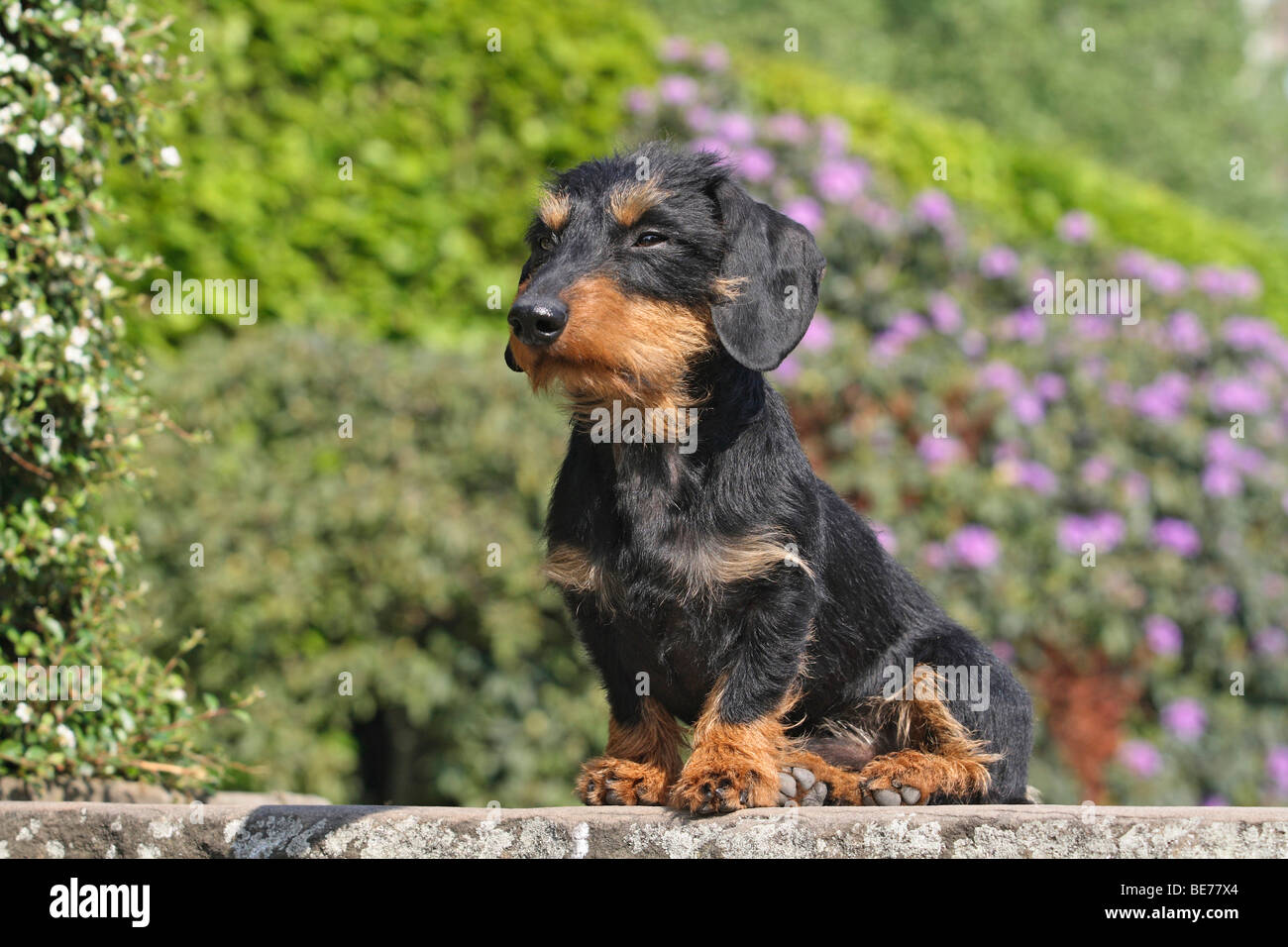 Miniatura bassotto, filo-pelose, seduto su una roccia Foto Stock