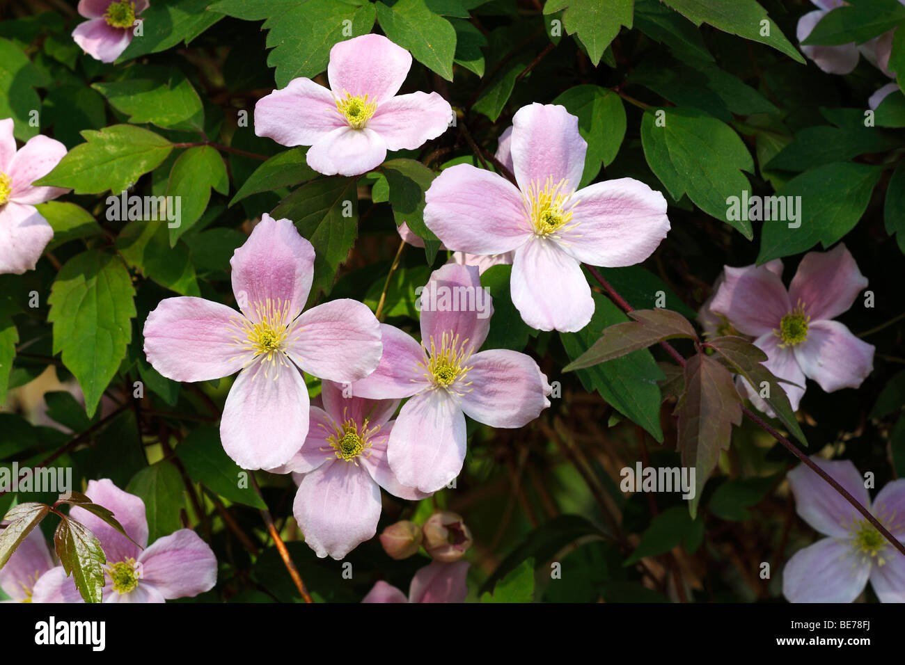 Fioritura clematide Anemone varietà Elizabeth (Clematis montana cultivar  Elisabeth), pianta rampicante Foto stock - Alamy