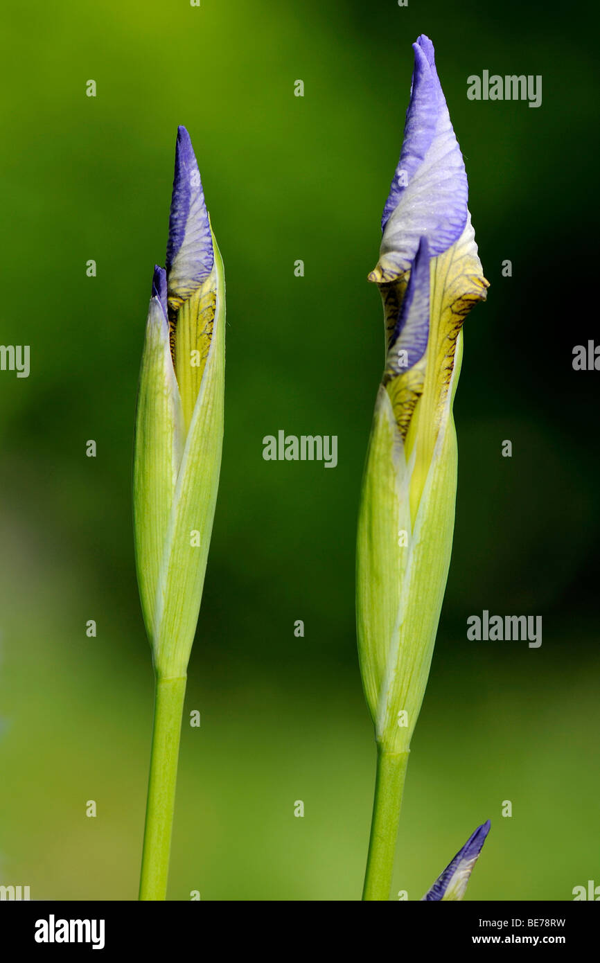Fiori non aperti del Siberiano (Iris Iris sibirica), Fischbachau, Baviera, Germania, Europa Foto Stock