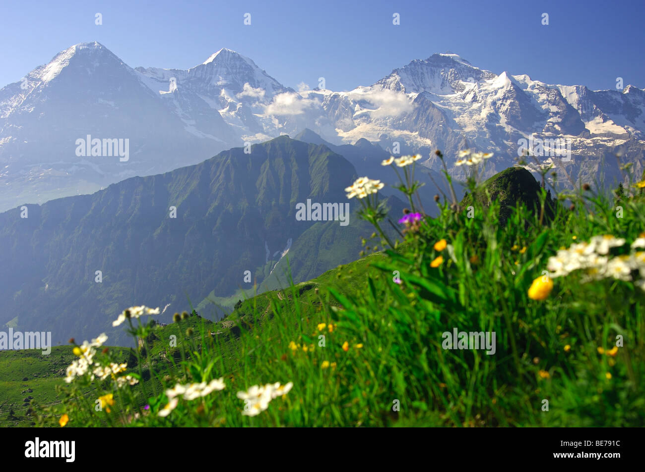 Vista sulle alpi svizzere con cime di Eiger, Moench e Jungfrau, da Schynige Platte, Oberland bernese, Svizzera Foto Stock
