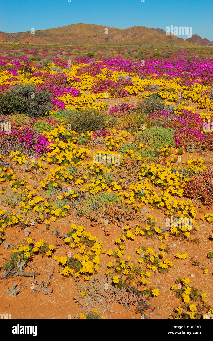 Fiori dopo la pioggia pesante nel succulento Karoo, Namaqualand, vicino Aus, Namibia, Africa Foto Stock