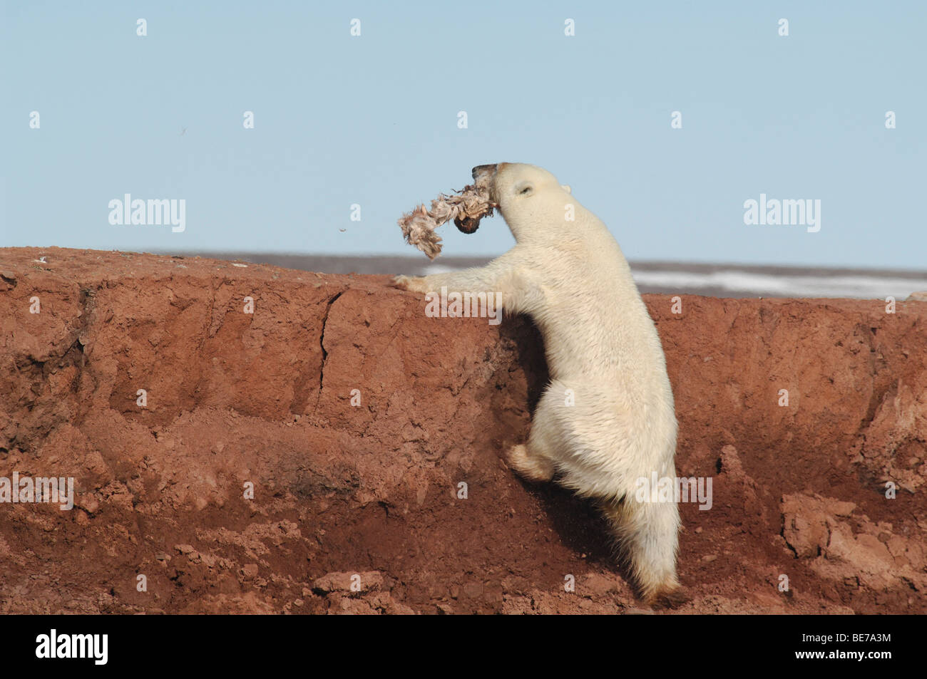 Orso polare (Ursus maritimus), che porta un pezzo di Caribou Coffee Company Foto Stock