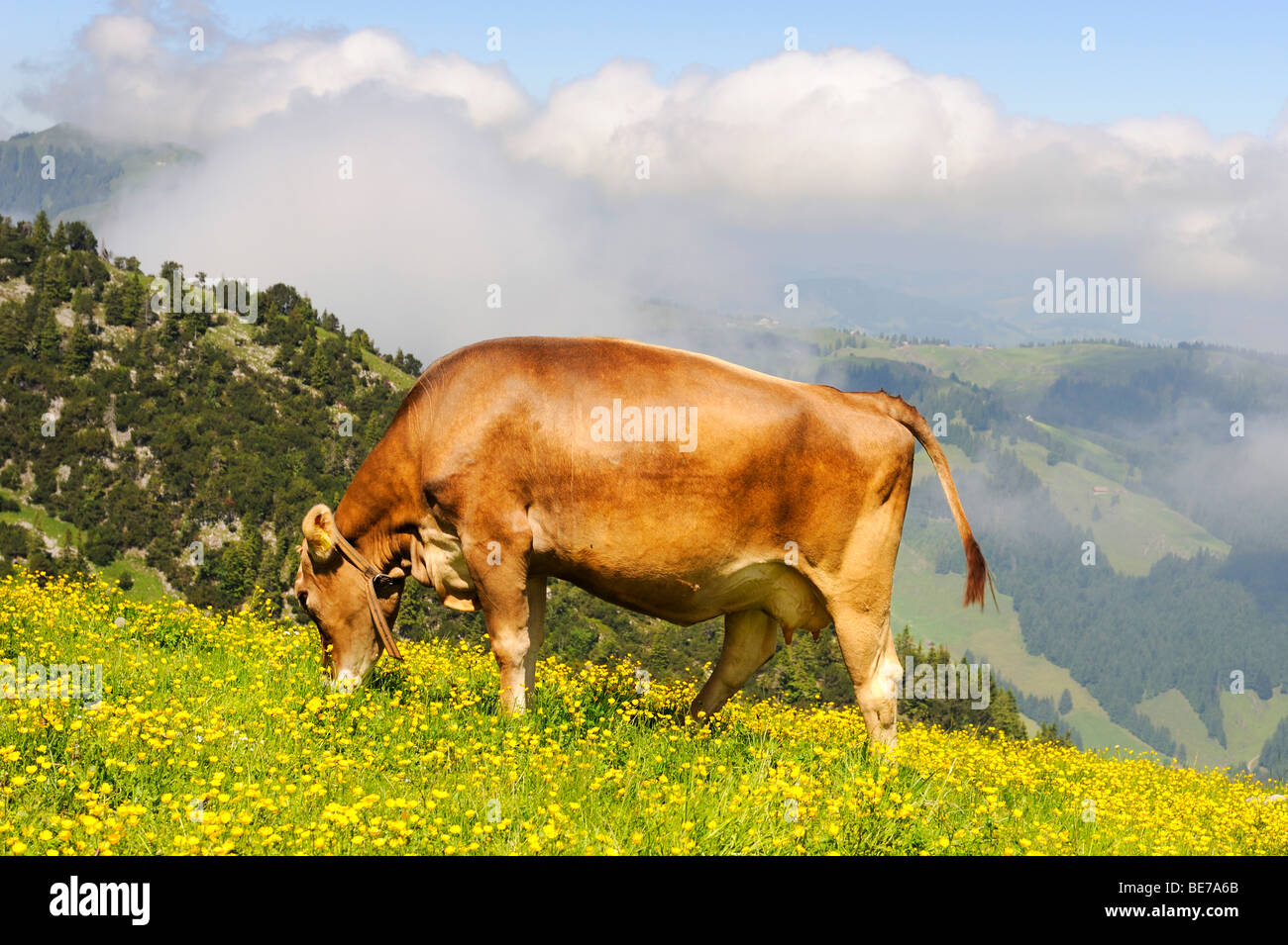 Svizzero marrone (Bos taurus) di pascolare su un alpeggio, cantone di Appenzell Innerrhoden, Svizzera, Europa Foto Stock