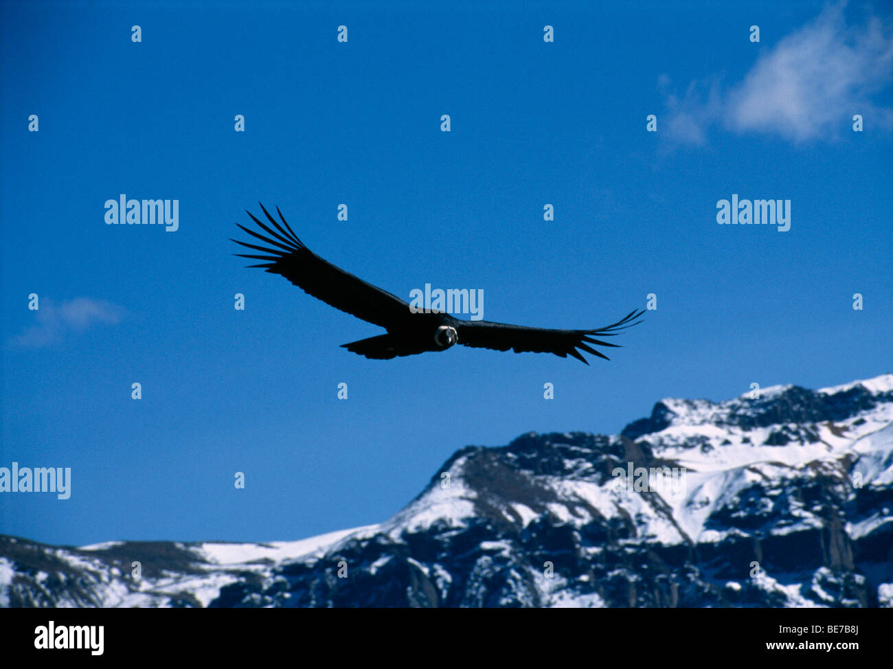 Condor, Canyon del Colca, Perù, Sud America Foto Stock