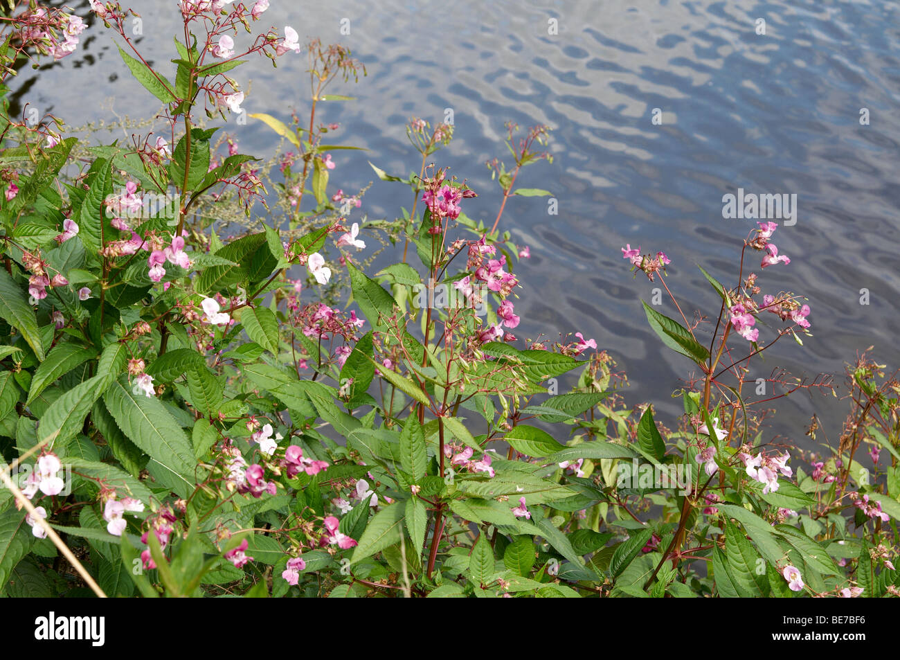 Balsamo himalayana naturalizzato sullato rive del fiume Wye vicino a Hereford in Inghilterra Foto Stock
