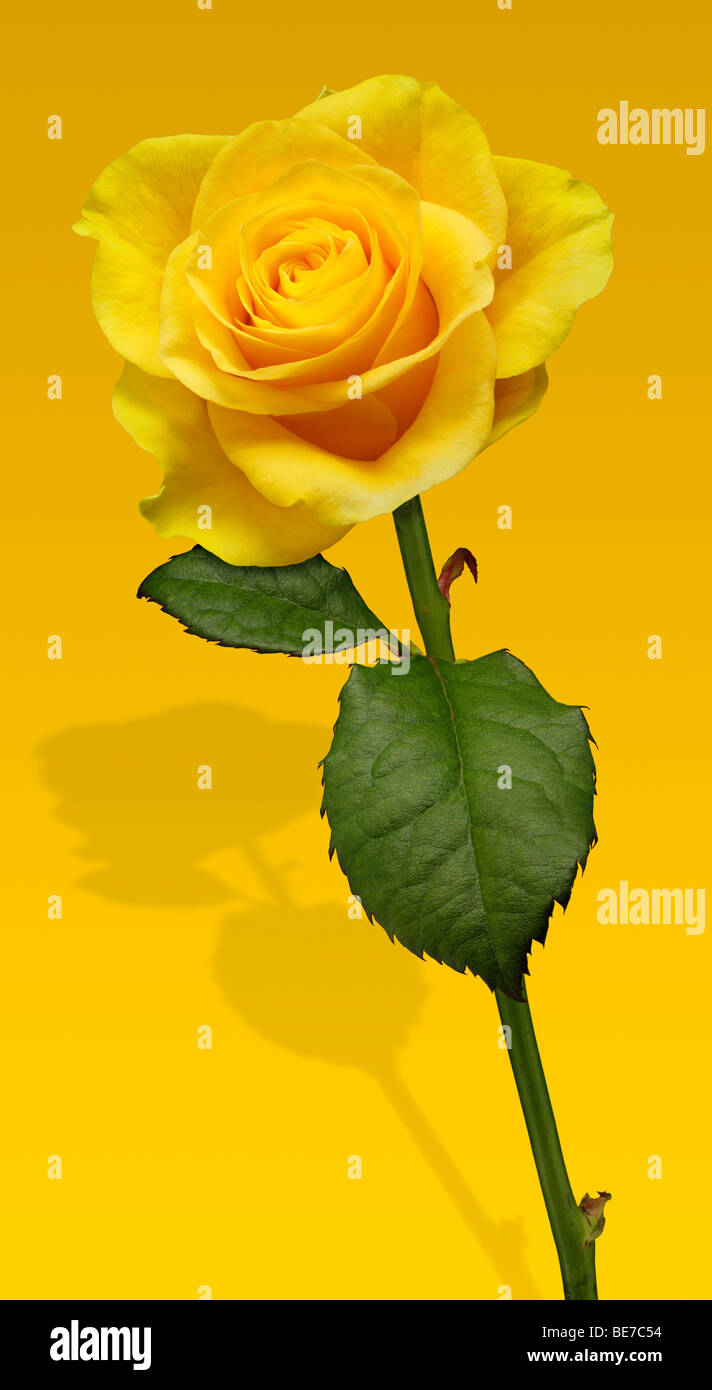 Rosa gialla su sfondo giallo e ombra Foto Stock