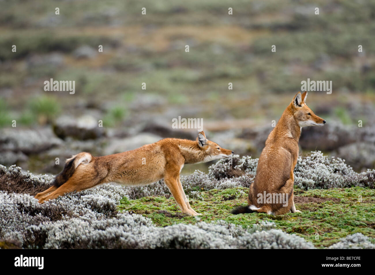 Etiope lupo (Canis simensis), Sanetti Plateau, Bale Mountains National Park, Etiopia Foto Stock