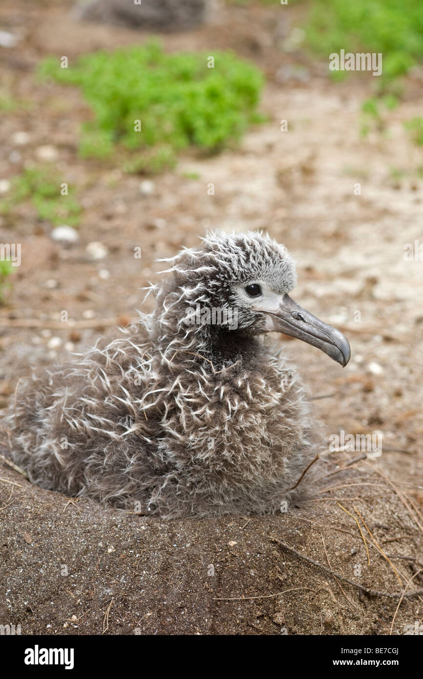 Laysan Albatross pulcino nel nido, atollo di Midway Foto Stock