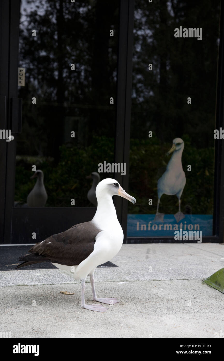 Laysan Albatross uccello accanto al poster di informazioni che mostra un albatross nel centro visitatori, Midway Atoll Foto Stock