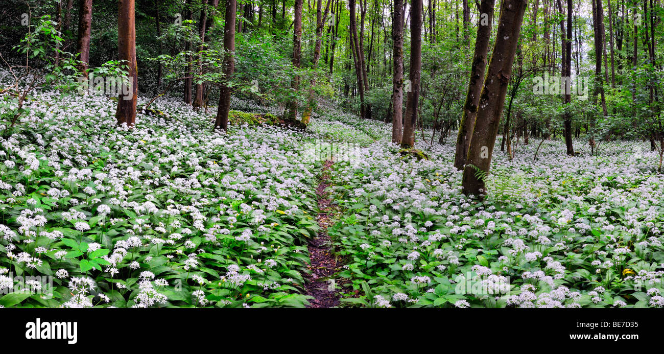 Fioritura del campo di Ramson (Allium ursinum) in una foresta, Germania, Europa Foto Stock