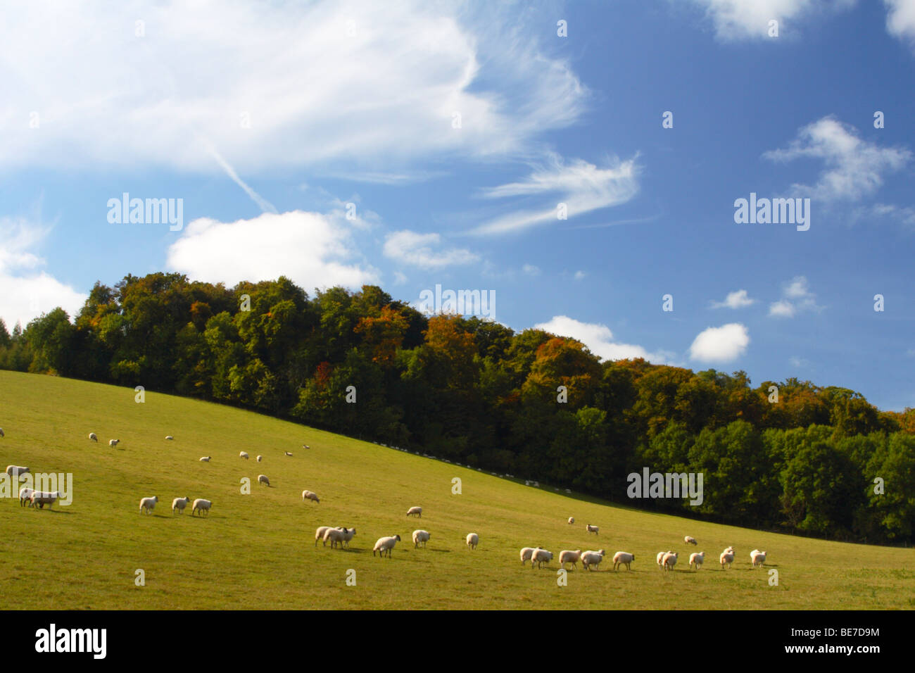 Vista su un campo di pecore al pascolo verso Tinkers boschi, Downley, High Wycombe, Buckinghamshire, Regno Unito Foto Stock