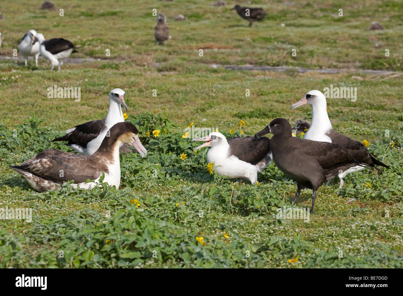 Interazione tra 3 diverse specie di uccelli: Albatross subadulto a coda corta, Albatross Laysan e Albatross Black-footed sull'Atollo Midway Foto Stock