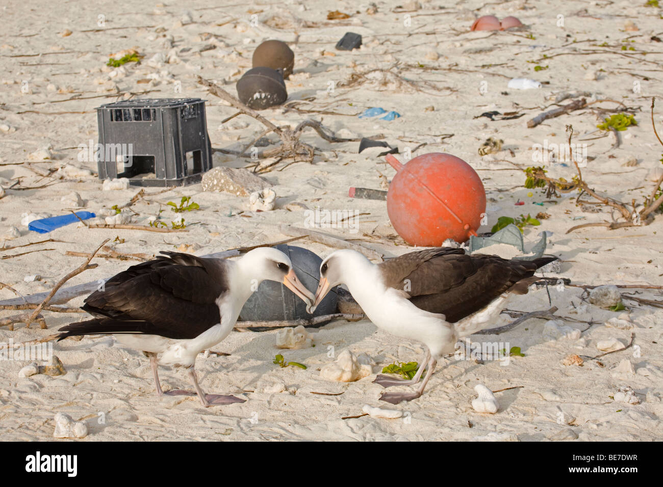 Coppia di Laysan Albatross che corteggiano tra rifiuti di plastica e altri detriti marini sulla spiaggia di Midway Atoll nell'Oceano Pacifico Foto Stock