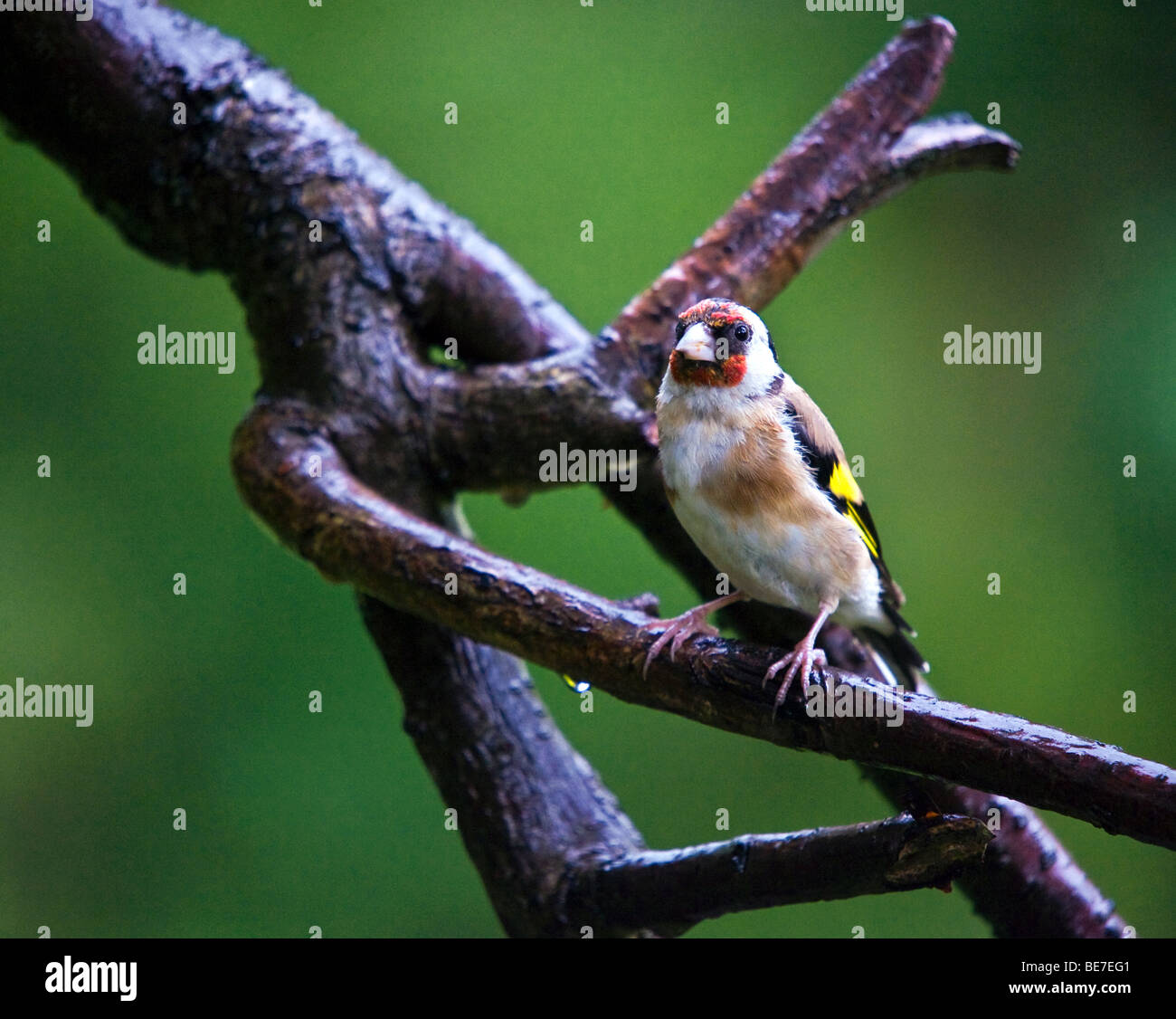 Cardellino (Carduelis carduelis) Sat sul ramo sotto la pioggia Foto Stock
