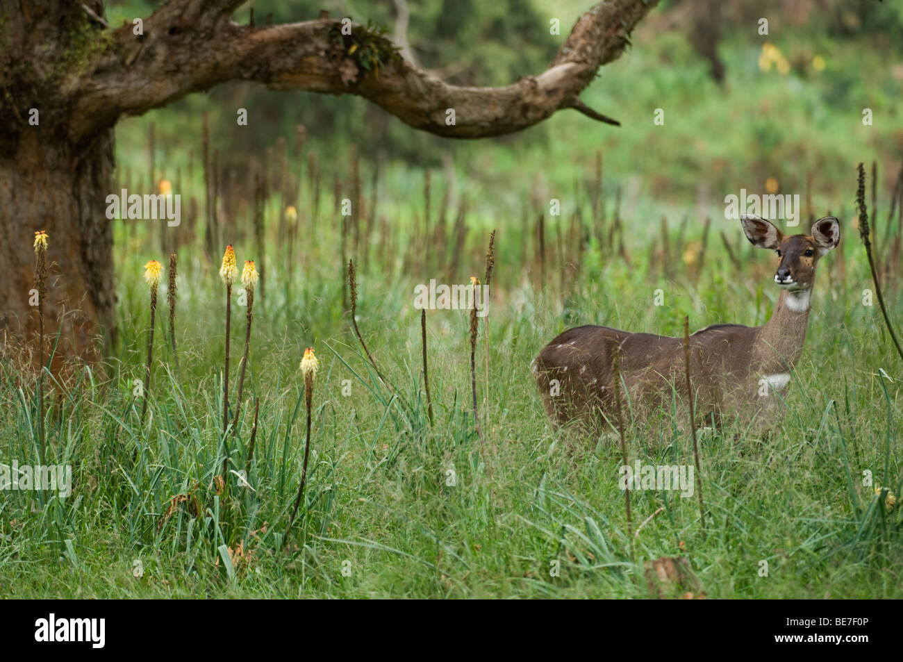 Montagna Nyala (Tragelaphus buxtoni), Bale Mountains National Park, Etiopia Foto Stock