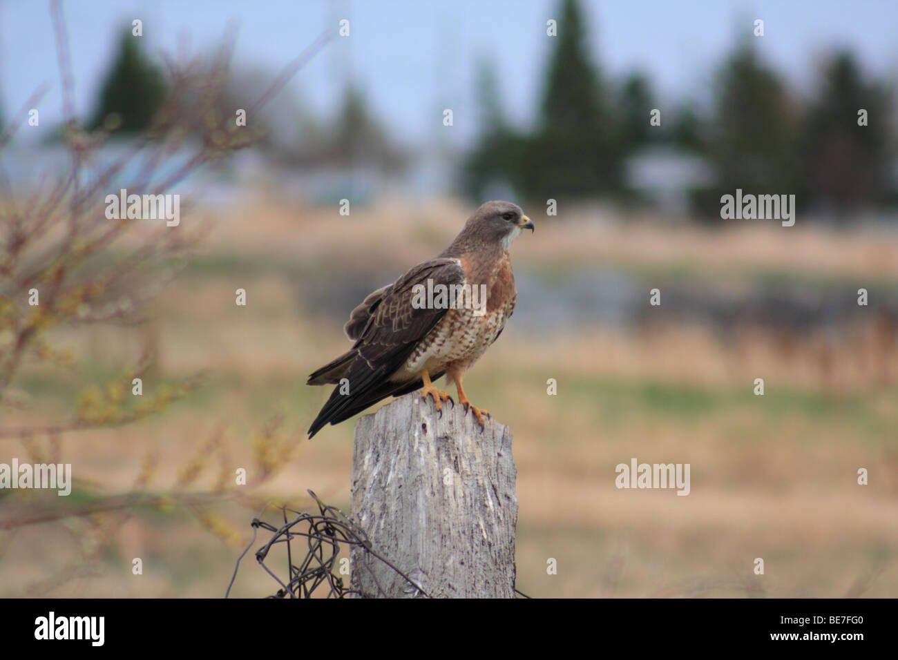 Un falco a Calgary, Alberta. Foto Stock