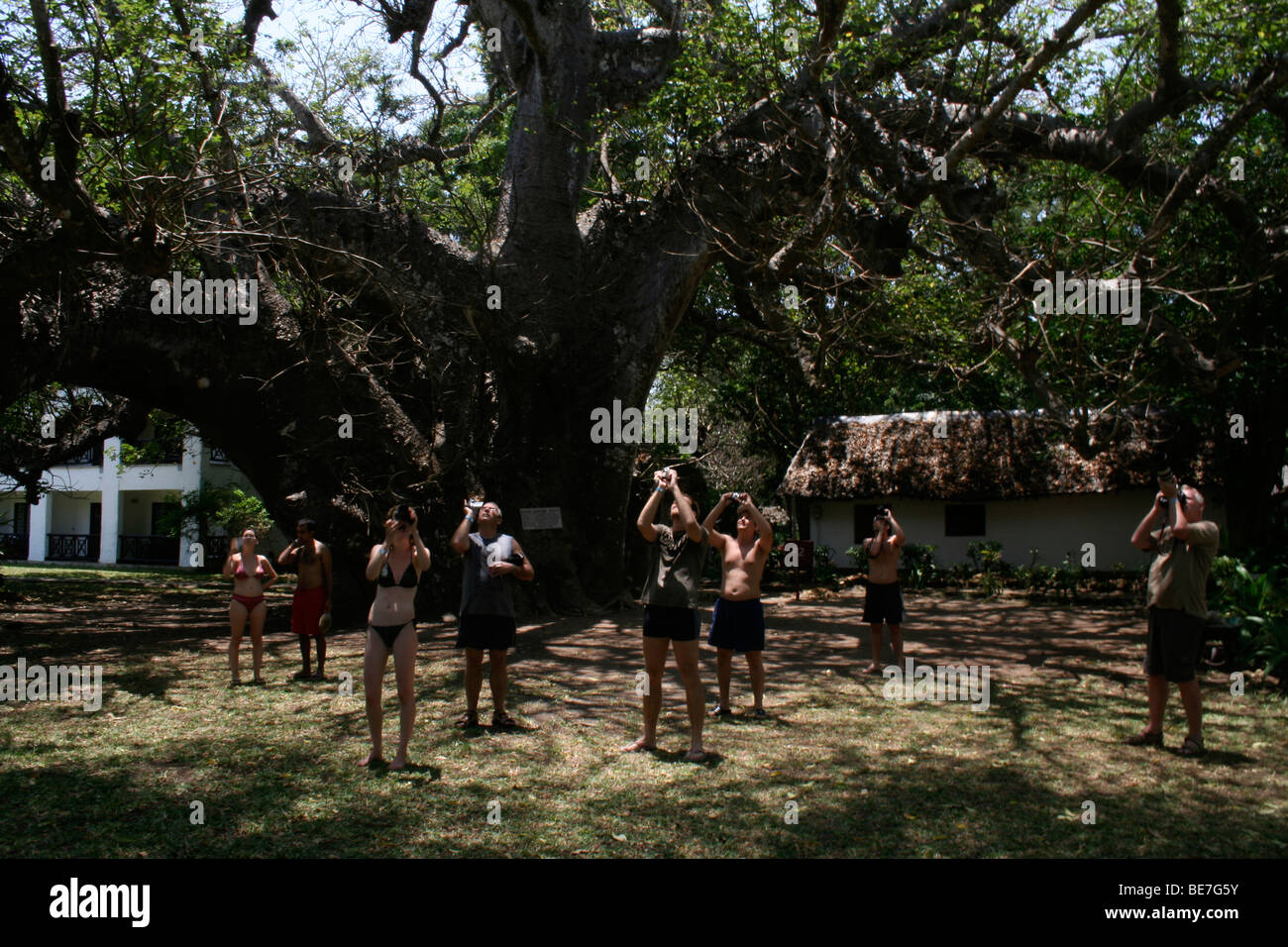 I turisti fotografare le scimmie sotto il più vecchio baobab in Africa, a Diani Beach Mombasa, in Kenya, Africa Foto Stock