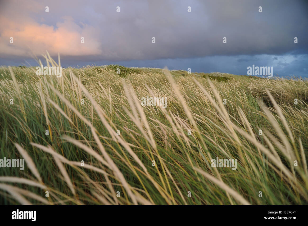 Dune su un mare Norh risultae Foto Stock Dune su un mare Norh risultae Foto Stock