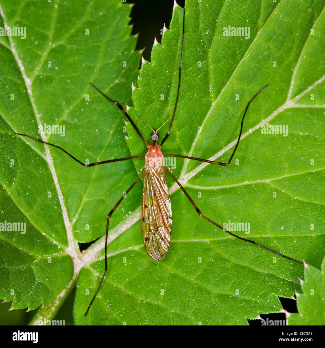 Gru fly (fam. Tipulidae) Foto Stock