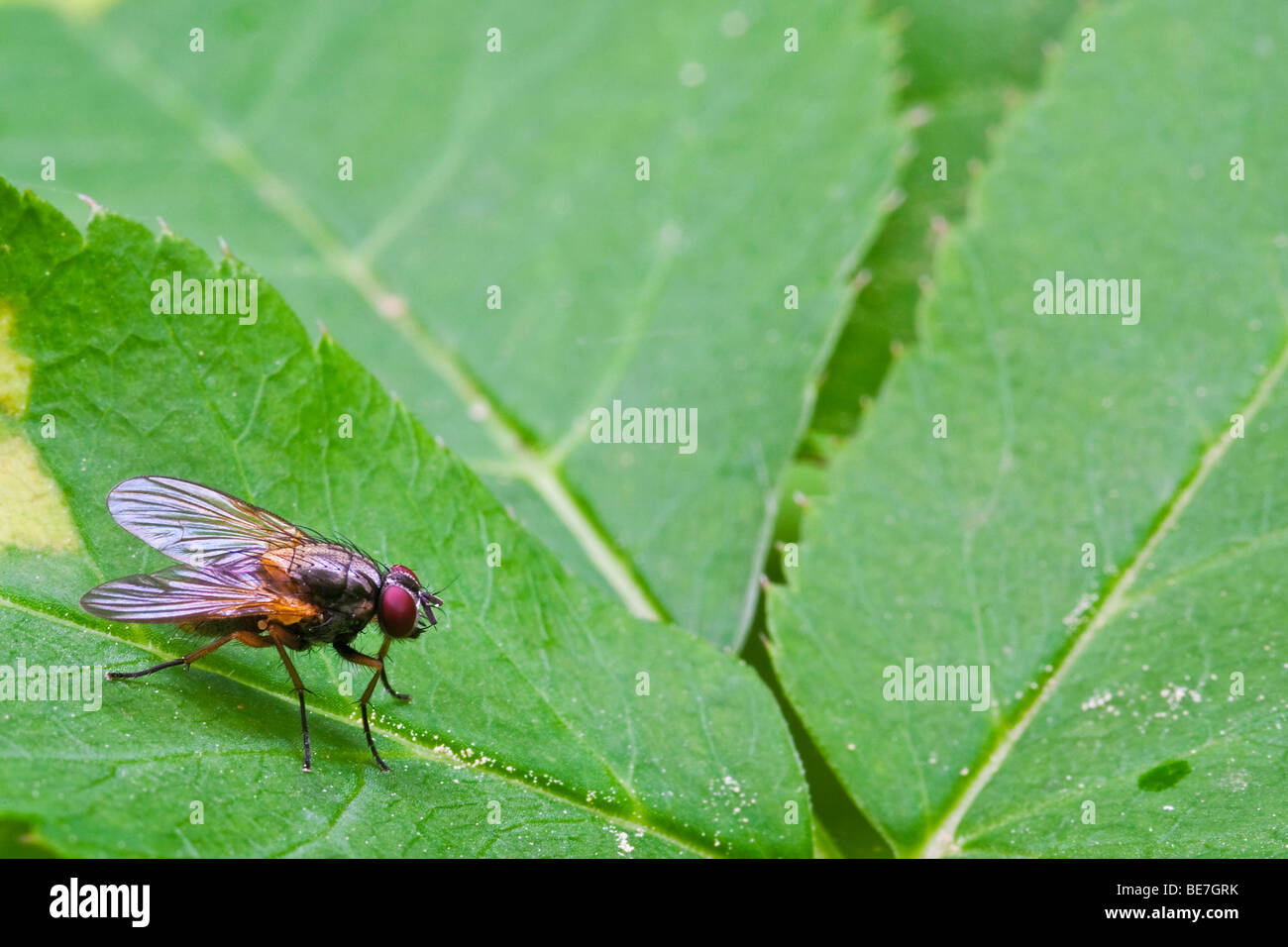 Fly (ordine Ditteri, sottordine Brachycera) Foto Stock