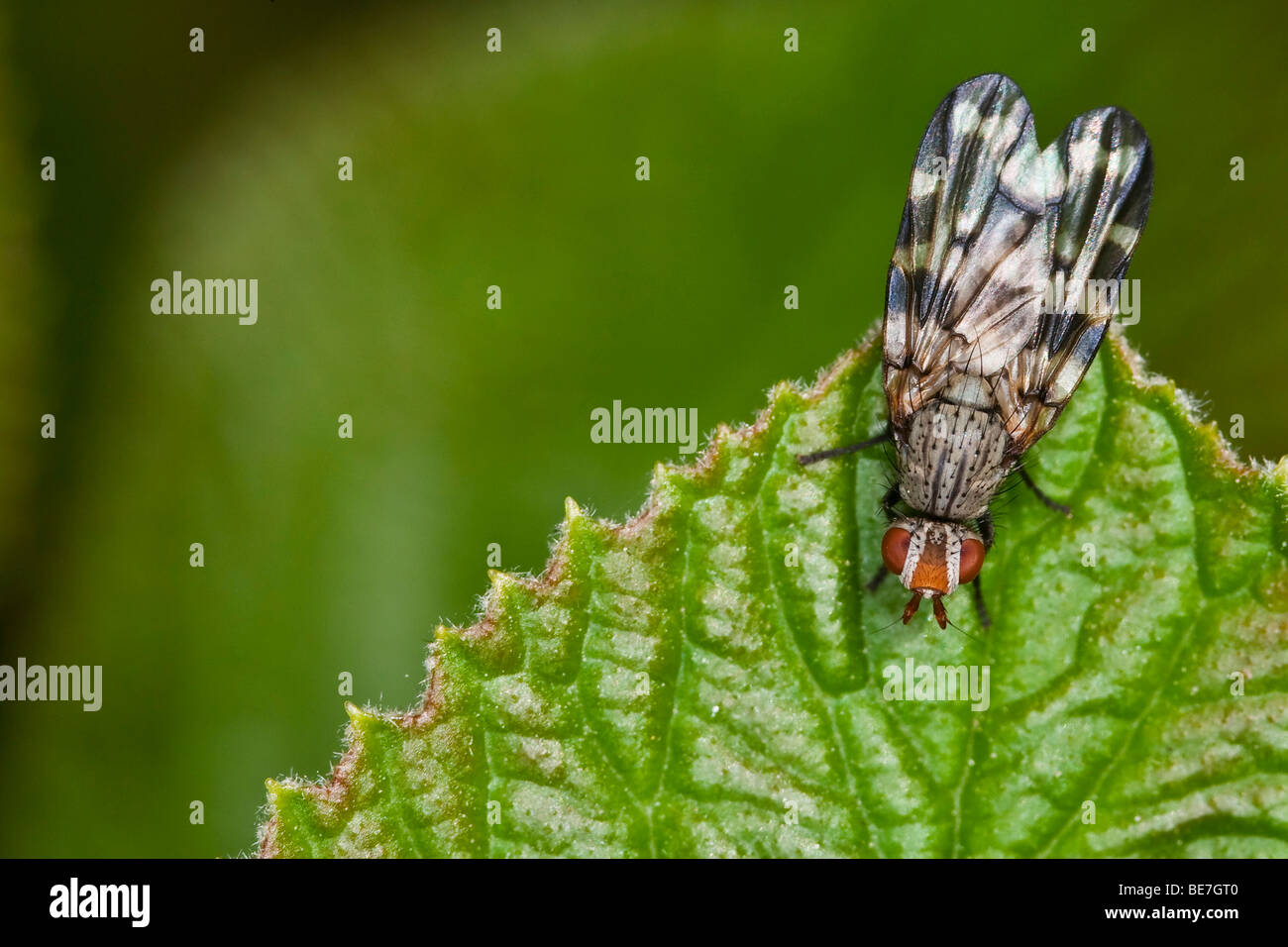 Fly (sottordine Brachycera) Foto Stock