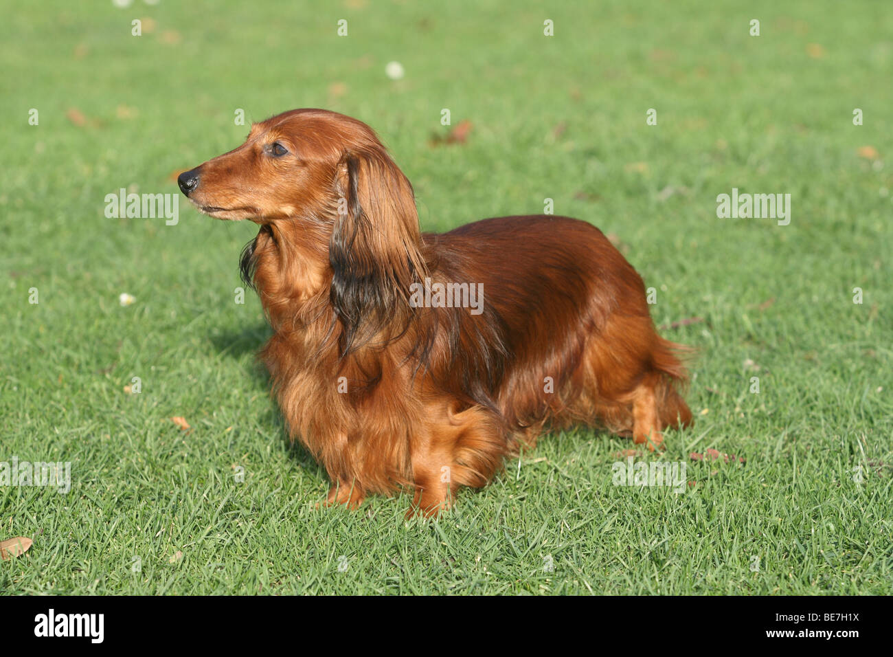 Con i capelli lunghi Bassotto in piedi su un prato, lateralmente Foto Stock