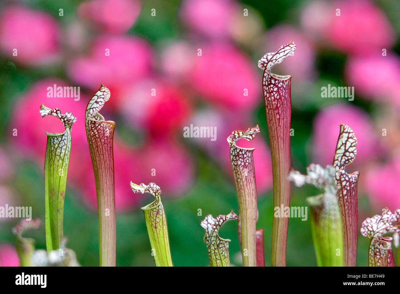 Pianta brocca (Sarracenia), Hughes giardini d'acqua. Oregon Foto Stock