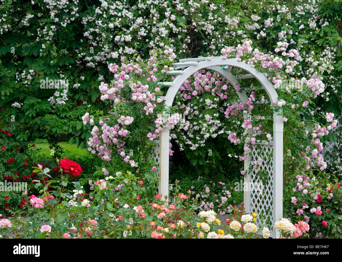 Arcata con rose rampicanti. Cimelio di giardini. San Paolo, Oregon Foto Stock