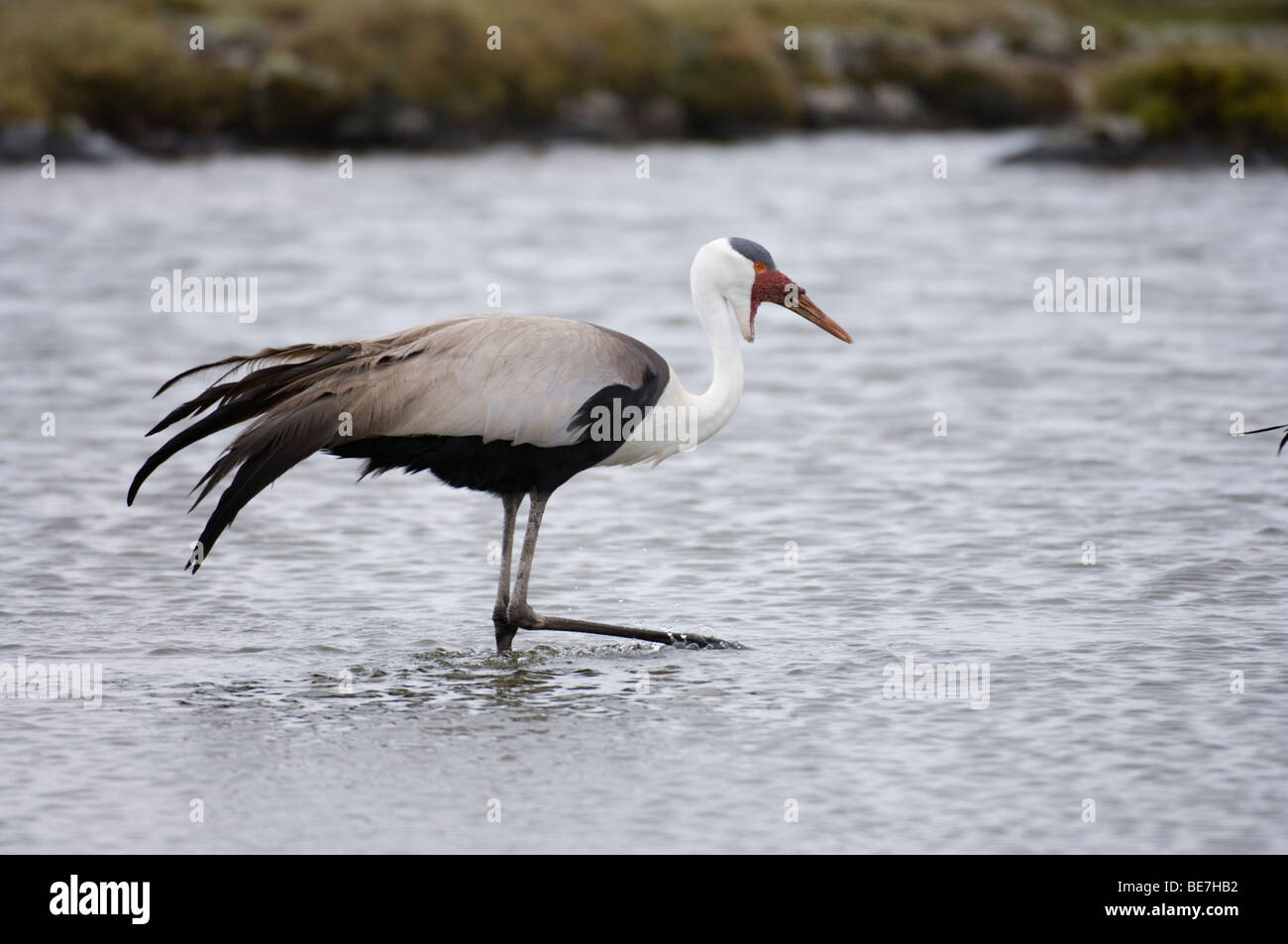 Wattled gru (grus carunculatus), Sanetti plateau, Bale Mountains National Park, Etiopia Foto Stock