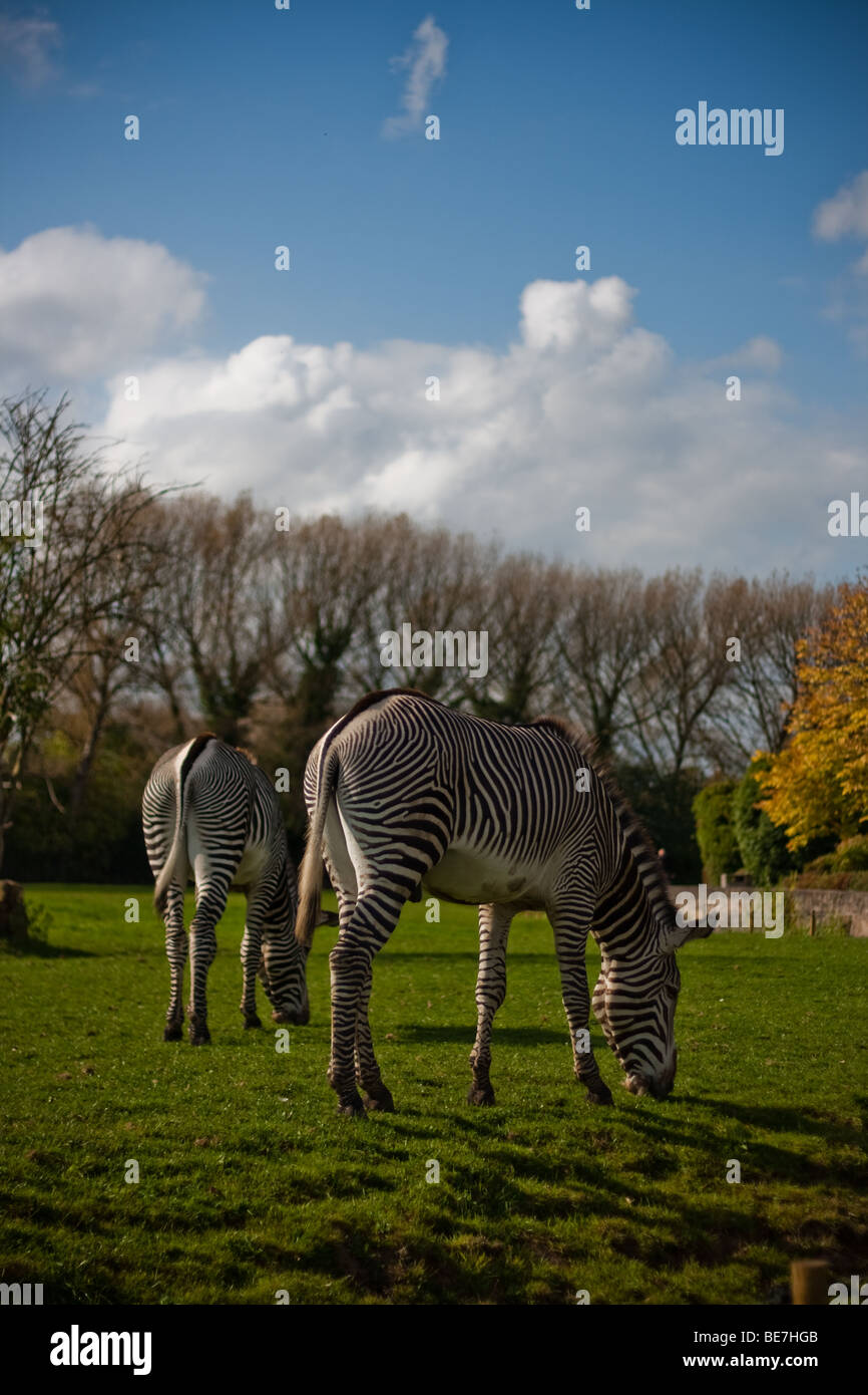 Grévy's Zebra (Equus grevyi) Foto Stock