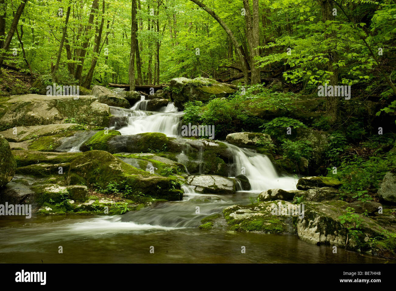 Flusso di foresta nel parco nazionale di Shenandoah Foto Stock