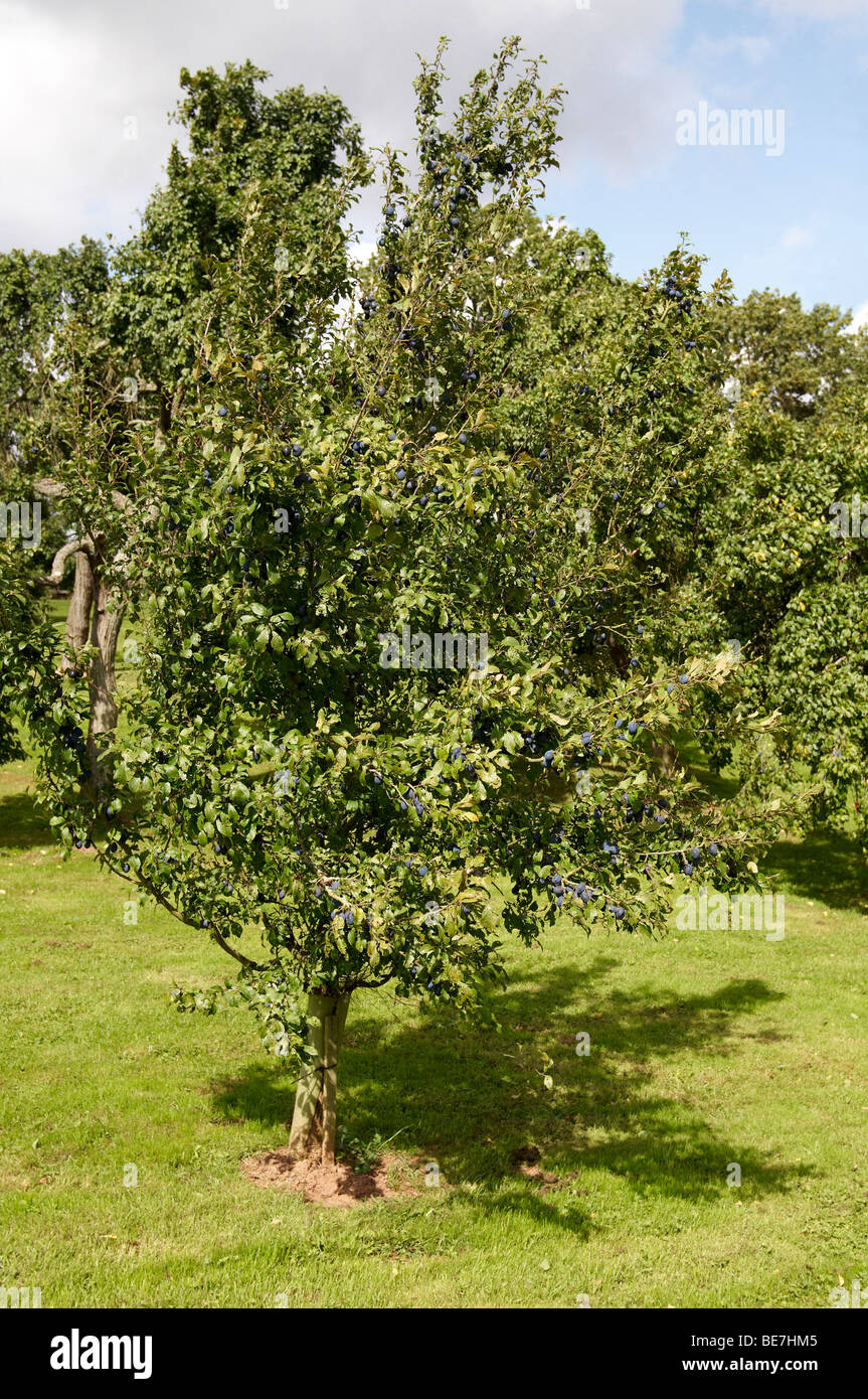 Damson tree in un frutteto di Herefordshire, Inghilterra che mostra la frutta matura verso la fine di agosto. Foto Stock