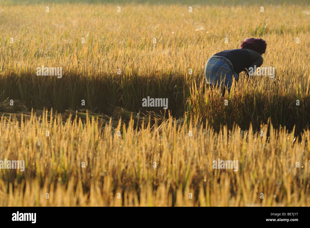 Il raccolto di un campo di risone Foto Stock