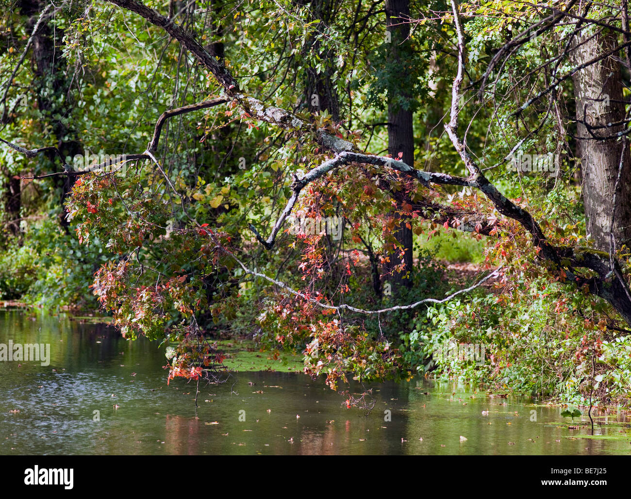 Il fogliame di autunno in New Jersey. Le foglie degli alberi di girare. Rosso verde giallo arancione. Molto colorato colorato shot. Foto Stock