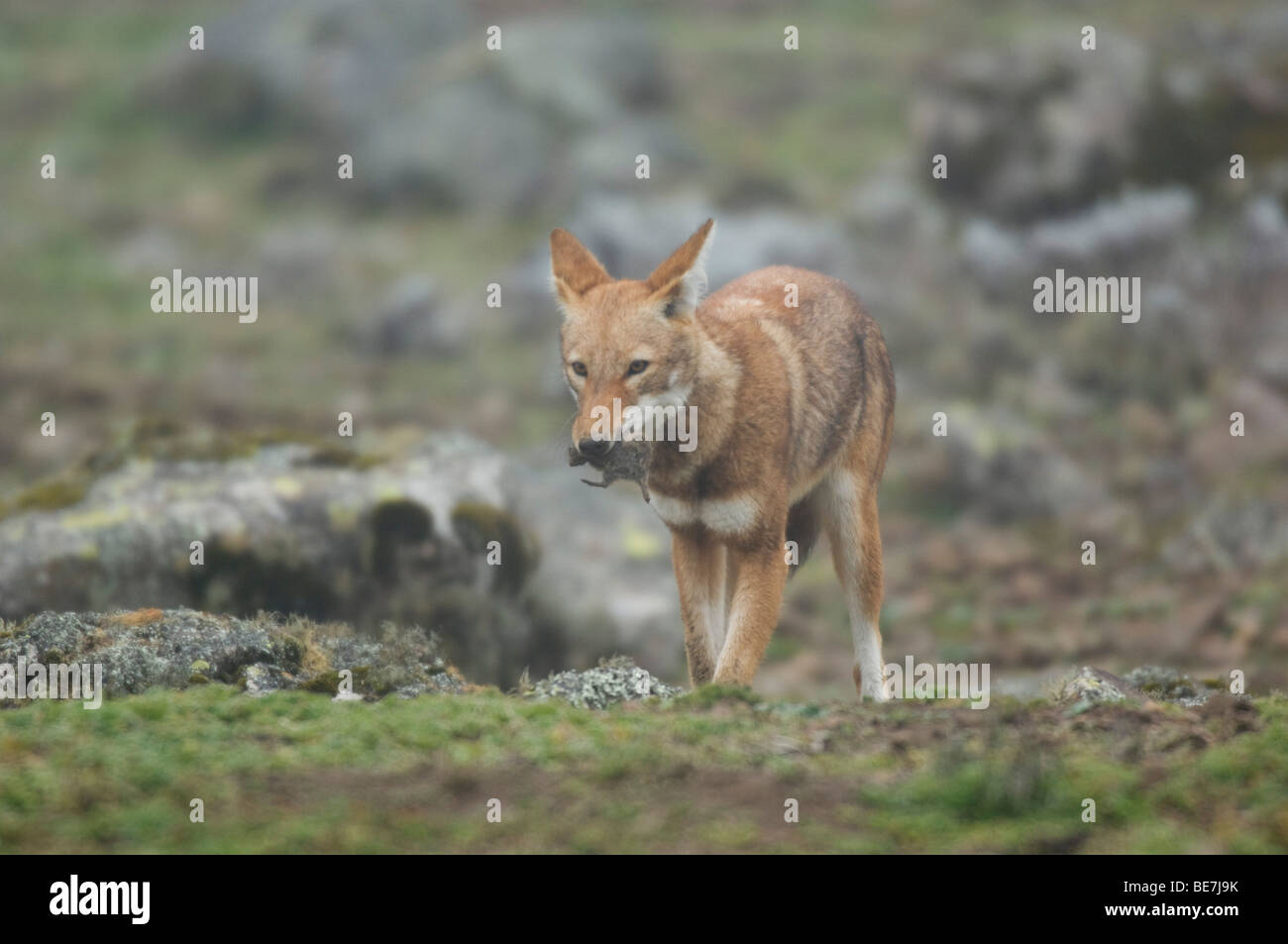 Etiope lupo (Canis simensis) mangiando una mole di ratto, Sanetti Plateau, Bale Mountains National Park, Etiopia Foto Stock