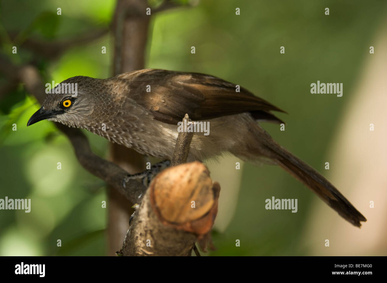 Babbler marrone (Turdoides plebejus), Lake Baringo, Kenya Foto Stock