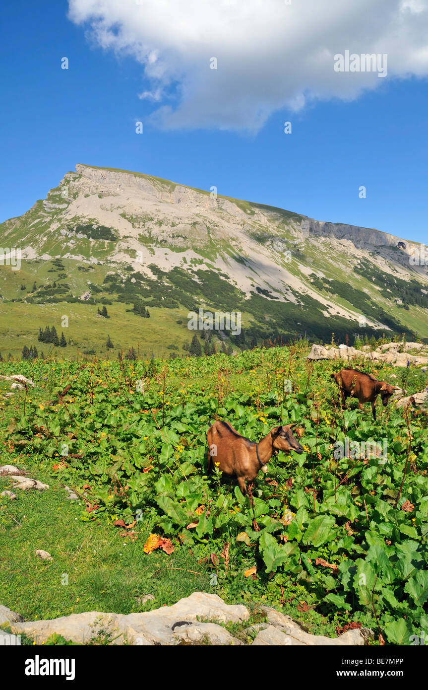 Capre di fronte alla montagna Hoher Ifen, Vorarlberg, Allgaeu Alpi, Austria, Europa Foto Stock