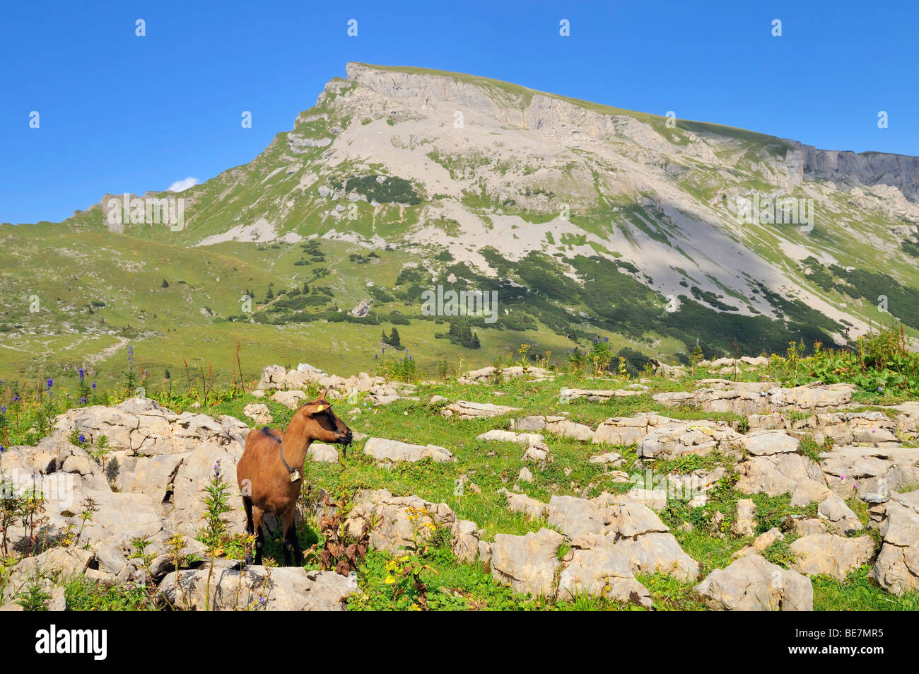 Capra nella parte anteriore della montagna Hoher Ifen, Vorarlberg, Allgaeu Alpi, Austria, Europa Foto Stock