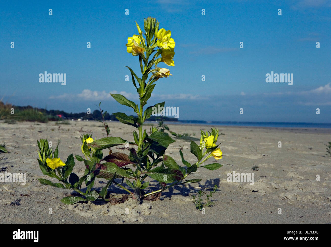 Oenothera biennis enotera o stella della sera fiore in close-up sulla spiaggia di Jurmala Lettonia Foto Stock
