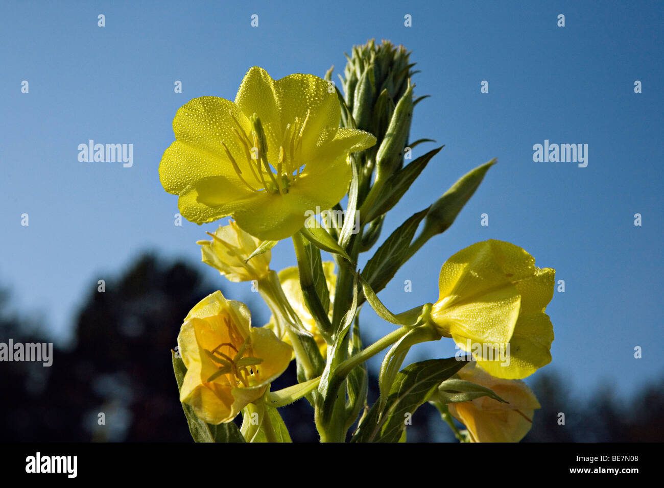 Oenothera biennis enotera o stella della sera fiore in close-up Foto Stock