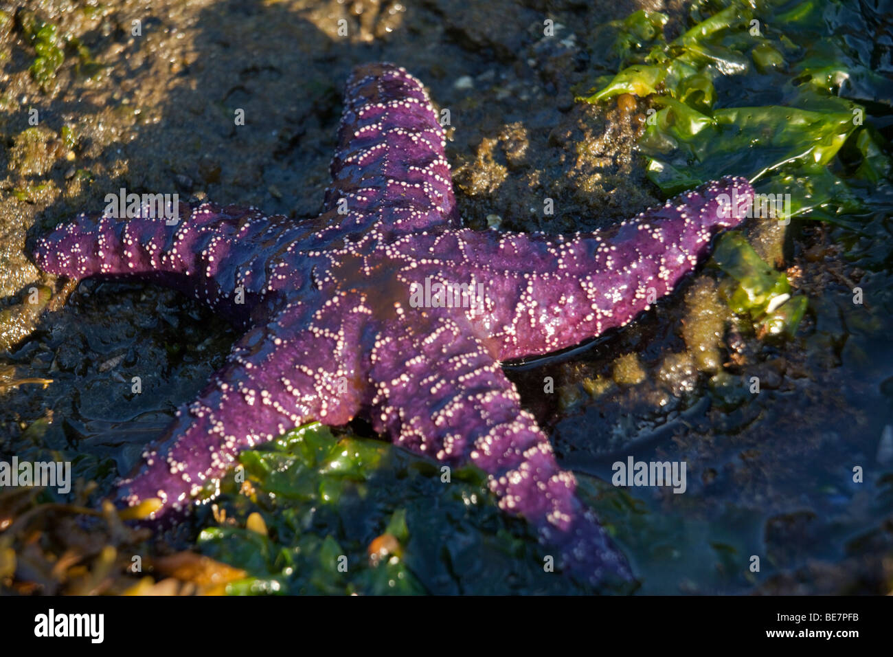 Ocra stella di mare (Piaster ochraceus) in un pool di marea nel nord-ovest del pacifico Foto Stock