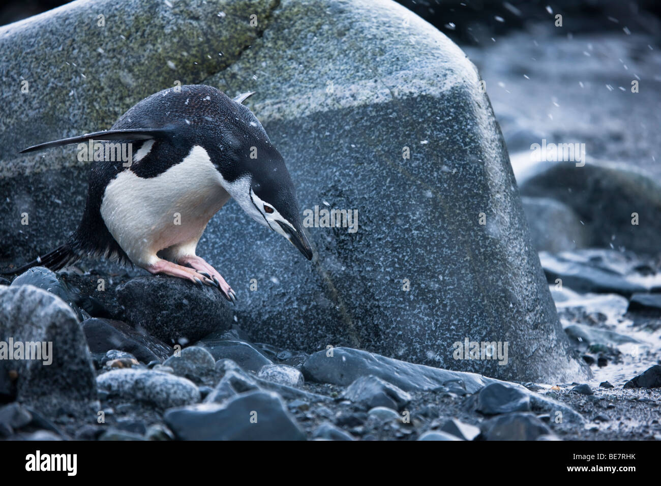 Cauto dei pinguini Chinstrap preparando per passare dalle rocce, ali fino sporgendoti, assomiglia a prendere il volo, a sud le isole Shetland Antartide Foto Stock