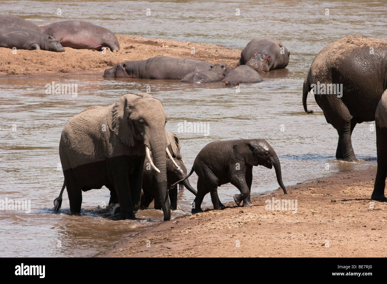Il bambino e la madre elephant Varcando il fiume con la mandria in Masai Mara del Kenya ippopotami dormire in background Foto Stock