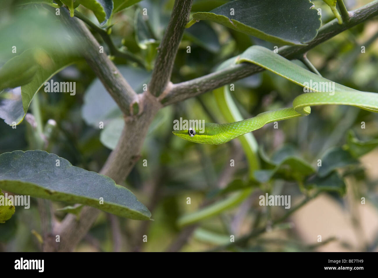 Oxibelis pharomachrus, il verde serpente di vite su un tiglio. Repubblica di Panama, America Centrale Foto Stock