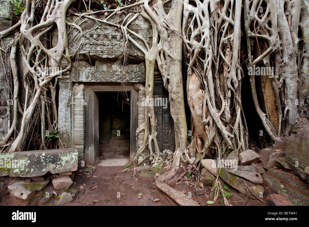 Vista iconica a Ta Prohm in Angkor Wat complessa, Cambogia Foto Stock