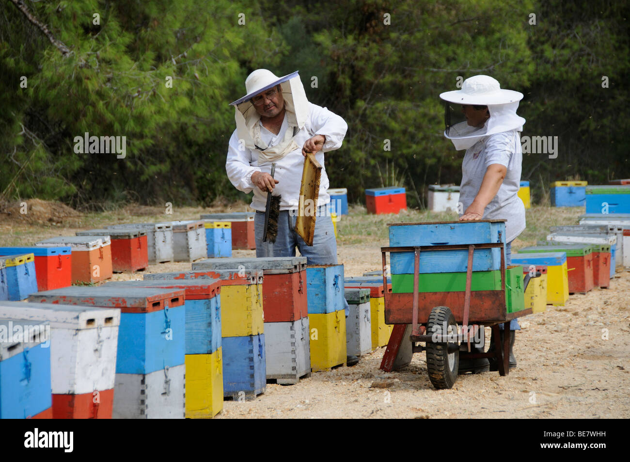 Gli apicoltori raccogliendo miele da alveari colorati situato vicino ad alberi di pino in Sithonia Grecia settentrionale Foto Stock