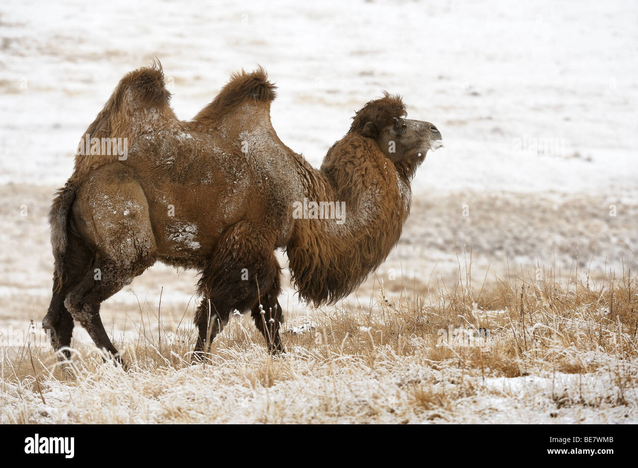 Il Cammello Bactrian, in inverno la steppa, maschio nella stagione riproduttiva. Foto Stock